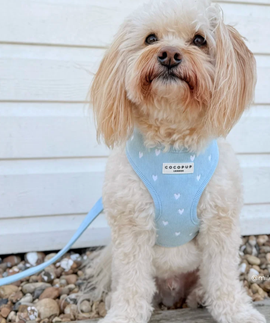 COCO PUP Blue Heart HARNESS SET