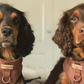 COCOPUP NAKD Adjustable Neck Harness set