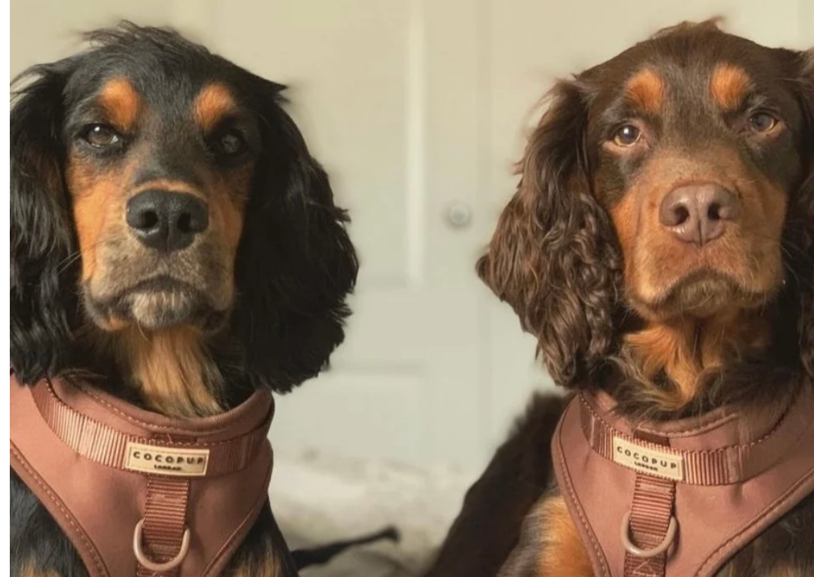 COCOPUP NAKD Adjustable Neck Harness set