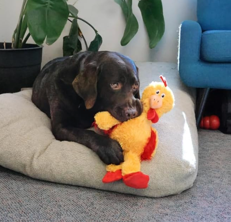 KONG Knots Chicken Dog Toy – Internal Knotted