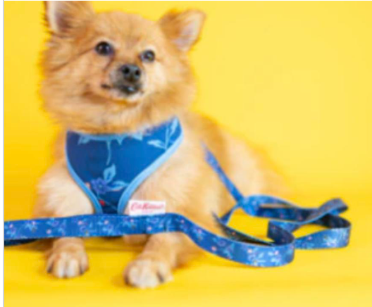 CATH KIDSTON - Flora fauna harness for dogs and puppies