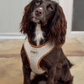 Cocopup Heritage Check Adjustable Neck Harness and Accessories