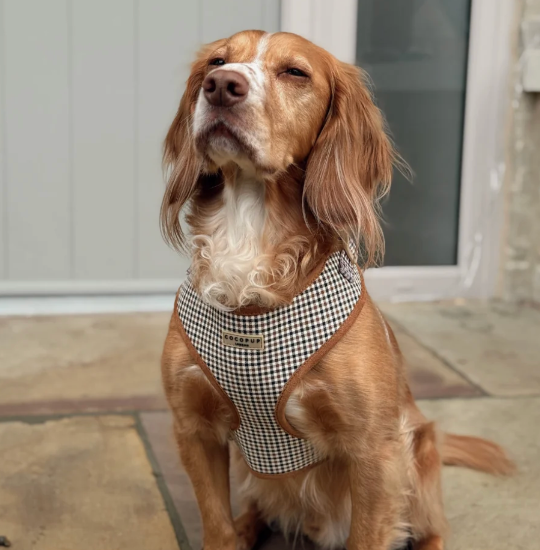 Cocopup Heritage Check Adjustable Neck Harness and Accessories