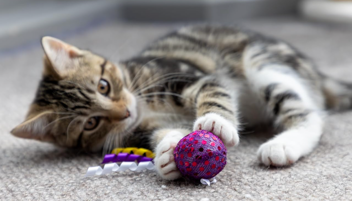 Petface Christmas Cat and Kitten Balls in two different sized packs
