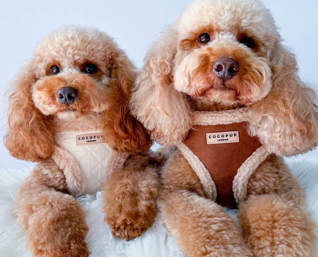 COCOPUP Brown Aviator Adjustable Neck HARNESS SET