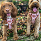 RichPaw - Woodland Friends Explorer Harness - in sizes XS,SM,MED,LRG & XL