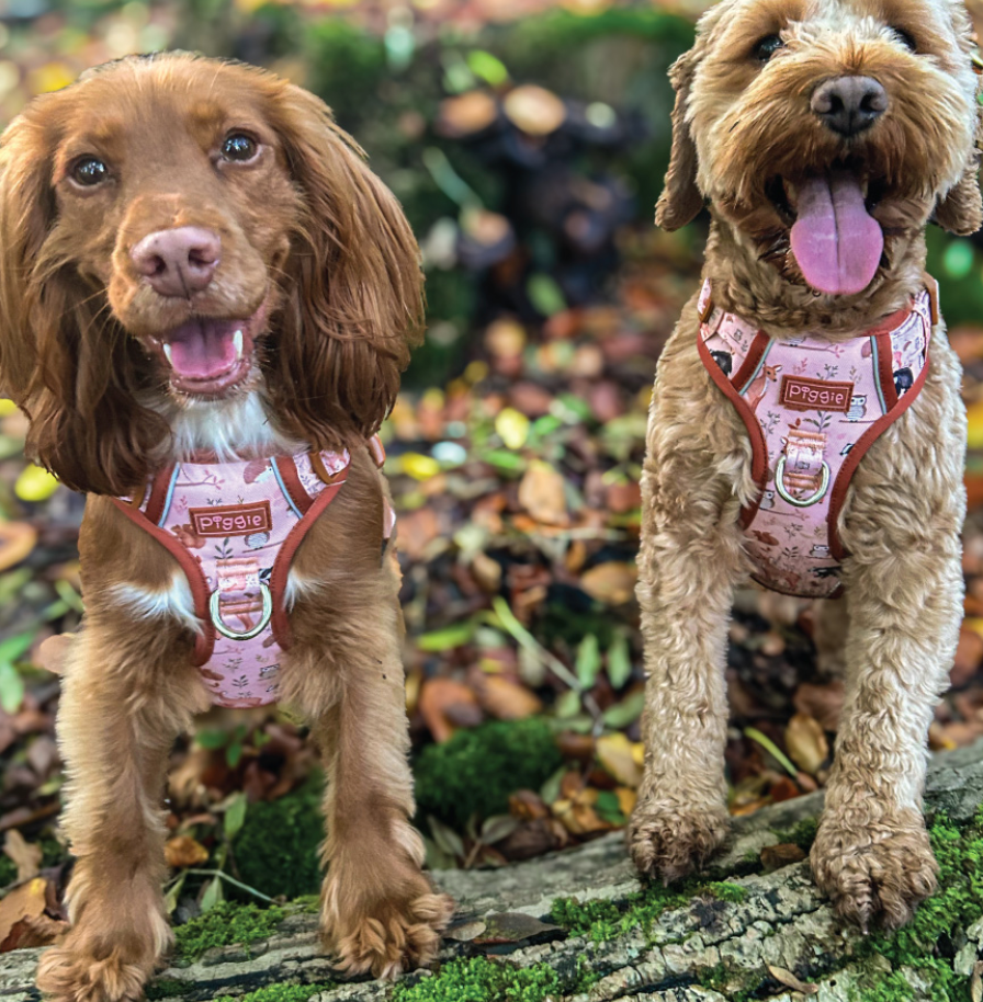 RichPaw - Woodland Friends Explorer Harness - in sizes XS,SM,MED,LRG & XL