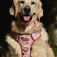 RichPaw - Woodland Friends Explorer Harness - in sizes XS,SM,MED,LRG & XL