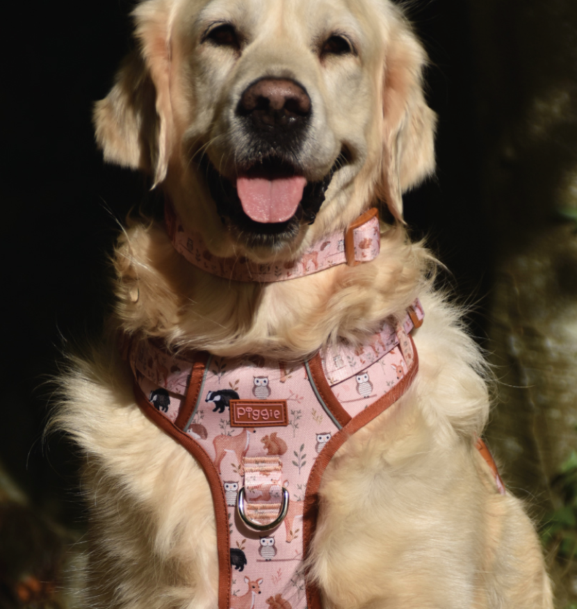 RichPaw - Woodland Friends Explorer Harness - in sizes XS,SM,MED,LRG & XL