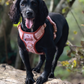 RichPaw - Woodland Friends Explorer Harness - in sizes XS,SM,MED,LRG & XL