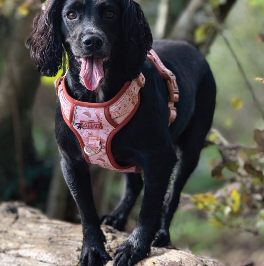 RichPaw - Woodland Friends Explorer Harness - in sizes XS,SM,MED,LRG & XL