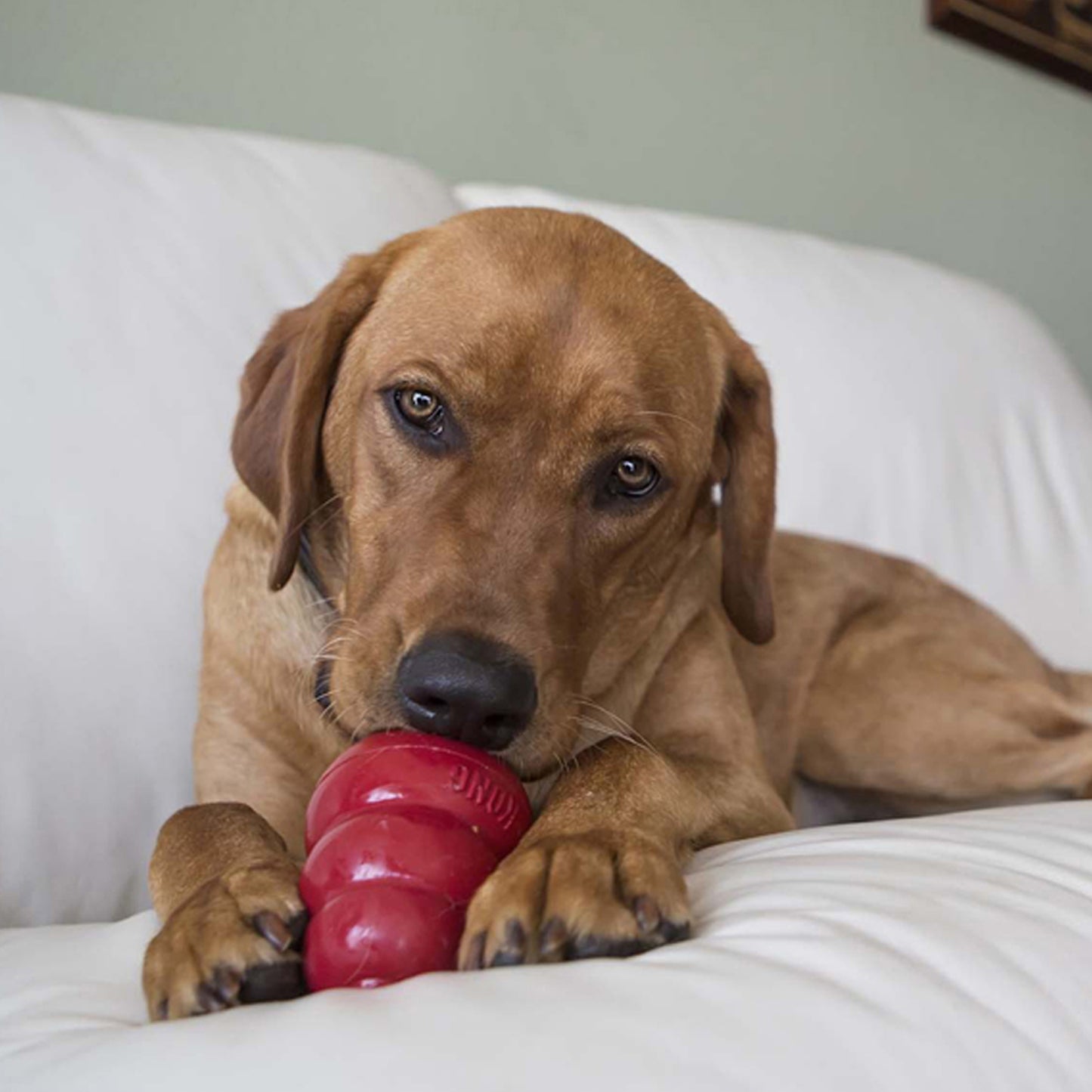 KONG Easy Treat Dog Treats